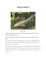 Nuôi cá trắm cỏ pot