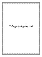 Trồng cây ở giếng trời potx