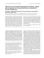 Báo cáo khoa học: Expression of the Drosophila melanogaster ATP synthase a subunit gene is regulated by a transcriptional element containing GAF and Adf-1 binding sites pptx