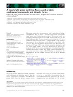 Báo cáo khoa học: A new bright green-emitting ﬂuorescent protein – engineered monomeric and dimeric forms pptx