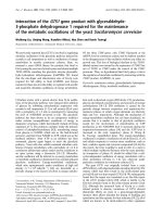 Báo cáo Y học: Interaction of the GTS1 gene product with glyceraldehyde3-phosphate dehydrogenase 1 required for the maintenance of the metabolic oscillations of the yeast Saccharomyces cerevisiae pdf
