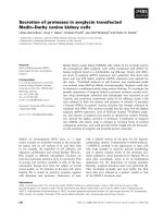 Báo cáo khoa học: Secretion of proteases in serglycin transfected Madin–Darby canine kidney cells ppt