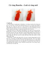 Cá vàng Ranchu – Loài cá vàng mới doc