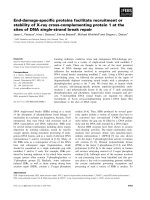Báo cáo khoa học: End-damage-speciﬁc proteins facilitate recruitment or stability of X-ray cross-complementing protein 1 at the sites of DNA single-strand break repair docx
