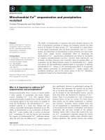 Báo cáo khoa học: Mitochondrial Ca2+ sequestration and precipitation revisited docx