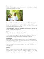 Các chống lão hóa từ bên trong