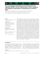 Báo cáo khoa học: Two overlapping antiparallel genes encoding the iron regulator DmdR1 and the Adm proteins control sidephore and antibiotic biosynthesis in Streptomyces coelicolor A3(2) pdf