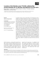 Báo cáo Y học: Location of the Bombyx mori 175 kDa cadherin-like protein-binding site on Bacillus thuringiensis Cry1Aa toxin doc