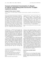 Báo cáo Y học: Structural and biochemical characterization of calhepatin, an S100-like calcium-binding protein from the liver of lungﬁsh (Lepidosiren paradoxa) docx