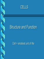 CELLS Structure and Function Structure and Function