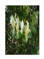 Đông y chữa viêm họng pot