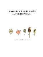 SINH SẢN VÀ PHÁT TRIỂN CÁ THỂ Ở CẦU GAI doc