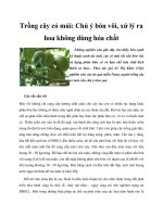 Trồng cây có múi: Chú ý bón vôi, xử lý ra hoa không dùng hóa chất potx