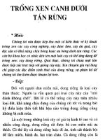 Trồng xen canh dưới tán rừng doc