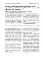 Báo cáo khoa học: Sequences downstream of the transcription initiation site are important for proper initiation and regulation of mouse ribonucleotide reductase R2 gene transcription ppt