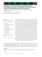 Báo cáo khoa học: Structure of the atrial natriuretic peptide receptor extracellular domain in the unbound and hormone-bound states by single-particle electron microscopy ppt