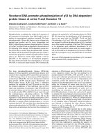 Báo cáo khoa học: Structured DNA promotes phosphorylation of p53 by DNA-dependent protein kinase at serine 9 and threonine 18 doc