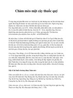 Chàm mèo một cây thuốc quý pot