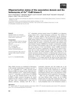 Báo cáo khoa học: Oligomerization states of the association domain and the holoenyzme of Ca2+ ⁄CaM kinase II pptx