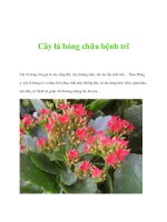 Cây lá bỏng chữa bệnh trĩ ppt