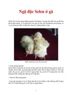 Ngộ độc Selen ở gà pptx