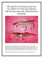 Mối quan hệ về số lượng của hai loại virus (MrNV VÀ XSV) gây bệnh đục thân trên tôm càng xanh, Macrobrachium rosenbergii ppt