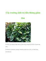 Cây trường sinh trị tiêu thủng giảm đau pot
