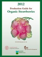2012 Production Guide for Organic Strawberries pot