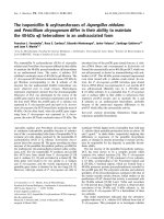Báo cáo khoa học: The isopenicillin N acyltransferases of Aspergillus nidulans and Penicillium chrysogenum differ in their ability to maintain the 40-kDa ab heterodimer in an undissociated form pdf
