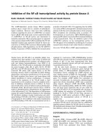 Báo cáo khoa học: Inhibition of the NF-jB transcriptional activity by protein kinase A pot