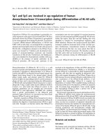 Báo cáo khoa học: Sp1 and Sp3 are involved in up-regulation of human deoxyribonuclease II transcription during differentiation of HL-60 cells pptx