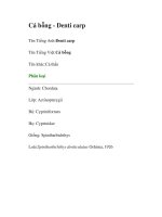 Cá bỗng - Denti carp pptx