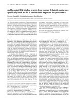 Báo cáo khoa học: A chloroplast RNA binding protein from stromal thylakoid membranes speciﬁcally binds to the 5¢ untranslated region of the psbA mRNA potx