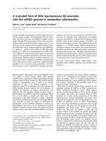 Báo cáo khoa học: A truncated form of DNA topoisomerase IIb associates with the mtDNA genome in mammalian mitochondria doc