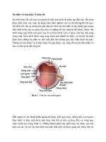 Sự nhìn và cảm giác về màu sắc