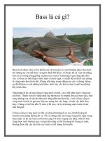 Bass là cá gì? pot