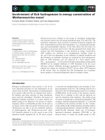 Báo cáo khoa học: Involvement of Ech hydrogenase in energy conservation of Methanosarcina mazei pptx