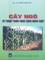 cây ngô - kỹ thuật thâm canh tăng năng suất
