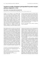 Báo cáo khoa học: Functional assembly of thylakoid DpH-dependent/Tat protein transport pathway components in vitro ppt