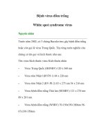 Bệnh virus đốm trắng- White spot syndrome virus pot