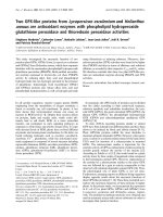 Báo cáo Y học: Two GPX-like proteins from Lycopersicon esculentum and Helianthus annuus are antioxidant enzymes with phospholipid hydroperoxide glutathione peroxidase and thioredoxin peroxidase activities pptx