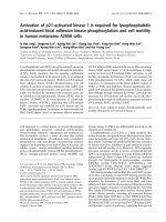 Báo cáo khoa học: Activation of p21-activated kinase 1 is required for lysophosphatidic acid-induced focal adhesion kinase phosphorylation and cell motility in human melanoma A2058 cells potx
