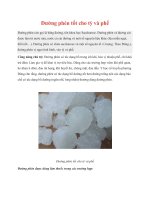 Đường phèn tốt cho tỳ và phế pptx