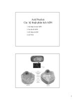 Acid Nucleic Các kỹ thuật phân tích ADN pot