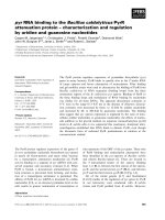 Báo cáo khoa học: pyr RNA binding to the Bacillus caldolyticus PyrR attenuation protein – characterization and regulation by uridine and guanosine nucleotides potx