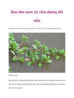 Rau dừa nước trị viêm đường tiết niệu ppt