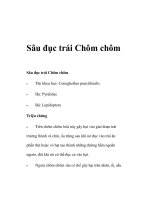 Sâu đục trái Chôm chôm pot