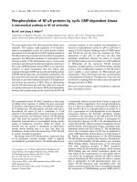 Báo cáo khoa học: Phosphorylation of NF-jB proteins by cyclic GMP-dependent kinase A noncanonical pathway to NF-jB activation potx