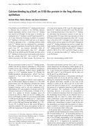 Báo cáo Y học: Calcium-binding by p26olf, an S100-like protein in the frog olfactory epithelium pot