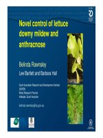 Novel control of lettuce downy mildew and anthracnose docx